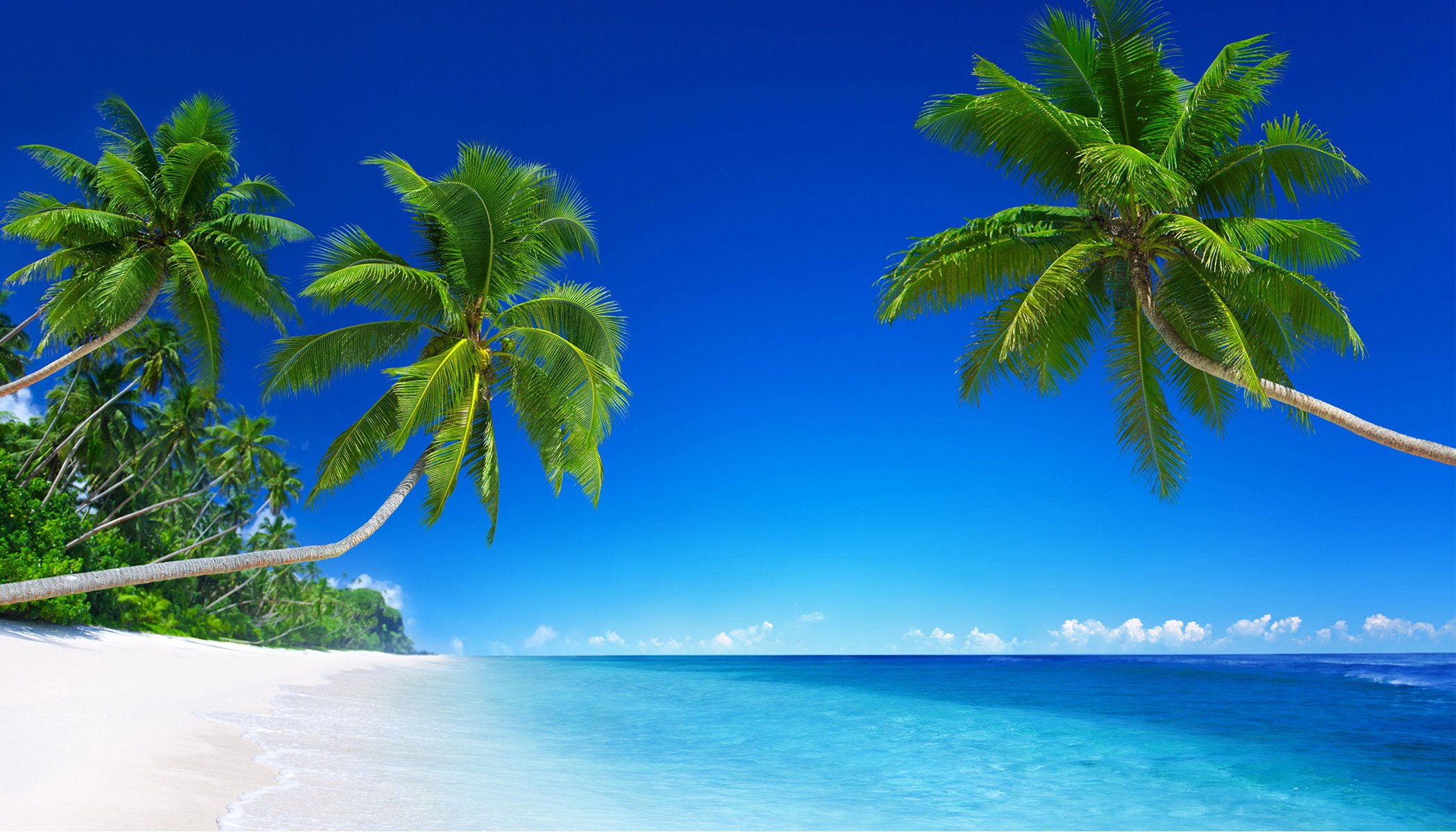 Beach with Palm Tress